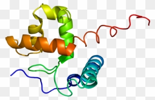 Arid1a Protein Clipart