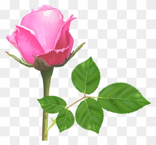 Light Pink Rose, Pink Rose Flower, Pink Roses, Rose - Single Pink Rose Flowers Clipart