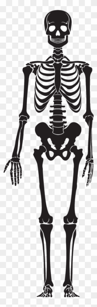 Clipart Skeleton Halloween 18 Clip Art - Human Skeleton Silhouette - Png Download