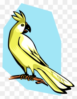 Vector Illustration Of Cockatoo Parrot Bird - Clip Art - Png Download