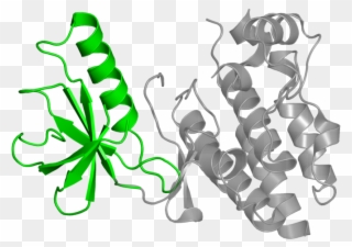 タンパク質 構造 Clipart