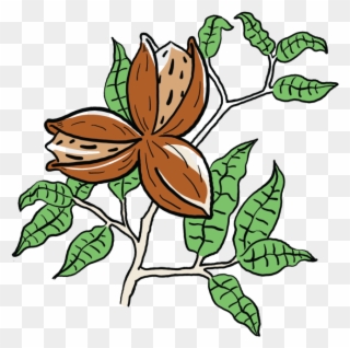 Nuttin' But Pecans - Rosa Glauca Clipart