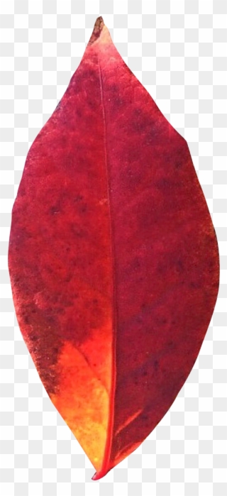 Autumn Leaf Png Transparent Image Pngpix Cartoon Fruit - Leaf Clipart