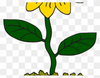 Sunflower Clipart Potted - Cartoon Sunflower In A Pot Png Transparent Png