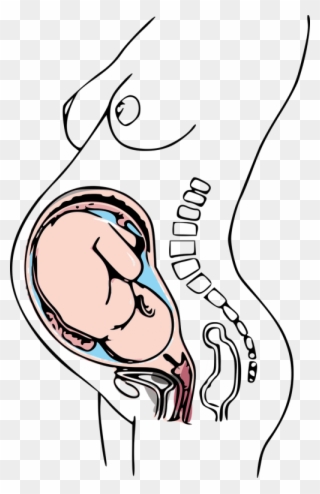 Pregnancy Drawing Clipart