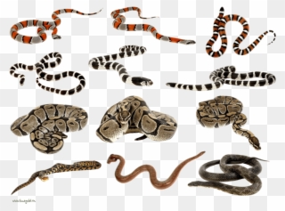 Snakes Clipart Png Images - Python Snake - Got Balls? Ii Oval Ornament Transparent Png