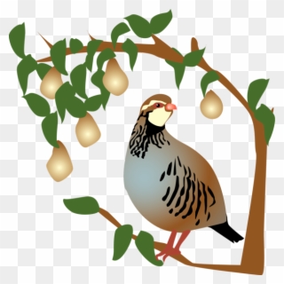 On The First Day Of Christmas, My True Love Gave To - Partridge In A Pear Tree Clipart - Png Download