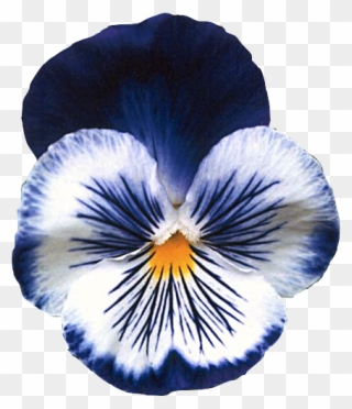 Pansy Ilustraciones Botanicas, Flores Azules, Uñas - Pansy Flower Clipart