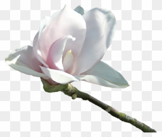 Velvetty White Flower - Flor Blanca Png Clipart