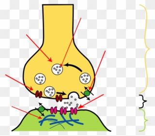 The Basic Neuronal Function Of Sending Signals To Other - Calcium Channel In Synapse Clipart