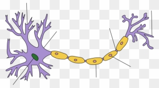 Location - Structure Of A Neuron Clipart