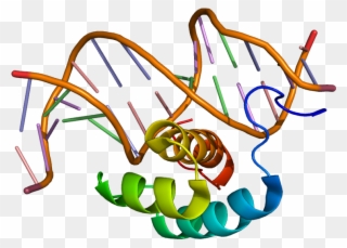 Protein Structure Hd Clipart