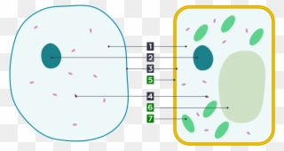 Plant Cell Clipart