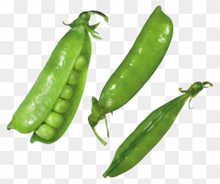 Pea Png - Green Pea Clipart