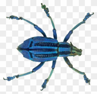 Transparent Background Bugs Gif Clipart