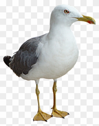 Seagull Bird Thinking Png Transparent Image - Seagull Png Clipart