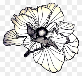 Petal Drawing Poppy - Poppy Flower Drawing Line Clipart
