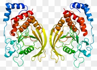 Caveolin Protein Structure Clipart