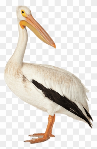 Brown Pelican - Pelicanos Png Clipart