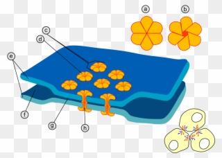 Gap Cell Junction Keys - Gap Union Cell Clipart