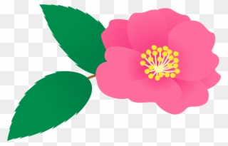 402 山茶花 サザ Camellia Sasanqua Clipart Full Size Clipart Pinclipart