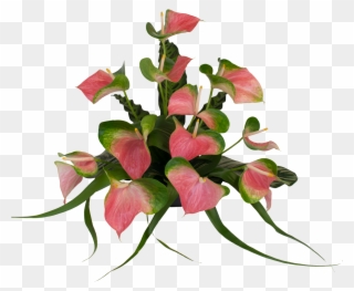 Anthurium Flower Real Pink Png Clipart