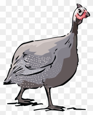 Free Clipart Of A Guinea Fowl Bird - Guinea Fowl Clipart - Png Download