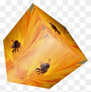 Cube Flower Bee Insect Orange Png Image - Insect Clipart
