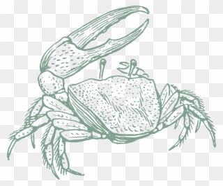 Homepage - Fiddler Crab Drawing Clipart