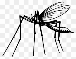 Mosquito - Portable Network Graphics Clipart