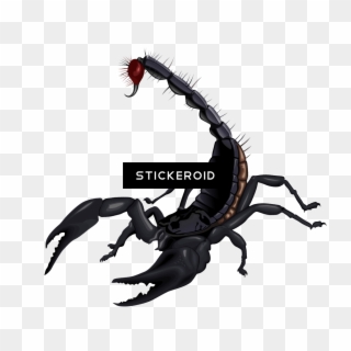 Scorpion Insects Scorpions - Png Scorpion Clipart