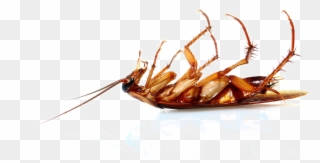 Cockroach Png Transparent Image - Cucaracha Muerta Patas Arriba Clipart