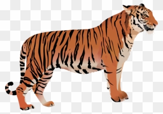 Banner Freeuse Library Image By Dannelboyz D F Nrs - Transparent Bengal Tiger Clipart