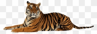 Jpg Royalty Free Png Image Download Tigers Animals - Tiger Png Transparent Clipart