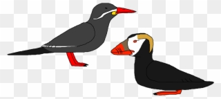 Seabirds With A Moustache - Seabird Clipart