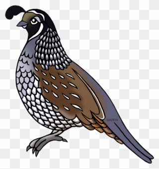 Tennessee State Game Bird - Bobwhite Tennessee State Bird Clipart