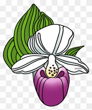State Wildflower Of New Hampshire Clipart