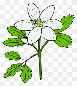 Anemoner Clipart - Png Download