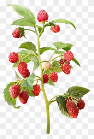 Publicat De Eu Ciresica La - Raspberry Plant Png Clipart