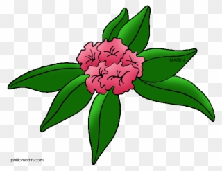 Download - West Virginia State Flower Drawing Clipart