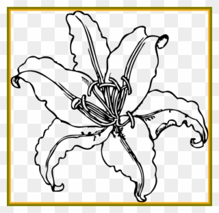 Ideas Of Lily Flower Outline For - Tiger Lily Black And White Clipart