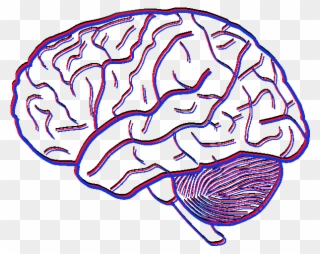 Investigating The Flexibility Of Empathy - Simple Picture Of A Brain Clipart