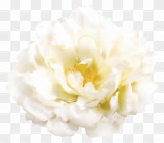 Free Png Download White Flower Transparent Png Images - Evergreen Rose Clipart