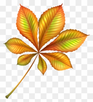 134116 D3cf8e91 Orig Orange Leaf, Clipart Images, Fall - Beautiful Leaf Clip Art - Png Download