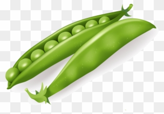 Download Pea Clipart Png Photo - Vegetables Vector Free Transparent Png