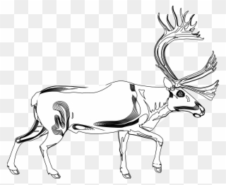 Reindeer Line Art Antelope Antler - Reindeer Clipart