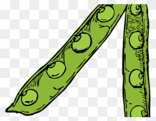 Pea Clipart Plant Producer - Pea Pod Drawing - Png Download