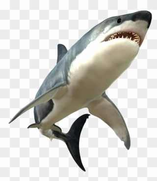 Great White Shark Clipart Transparent - Shark Png