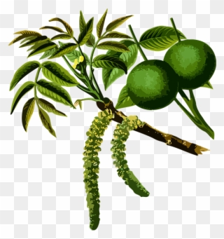 Trees Used In Medicine Clipart