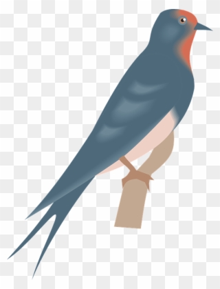 Swallow Clipart Real Bird - Clip Art - Png Download